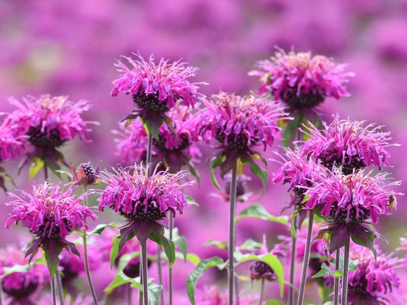 Pink Monarda Flower seeds for Planting - Easy to Grow, Heirloom & GMO Free Seeds for Home Garden