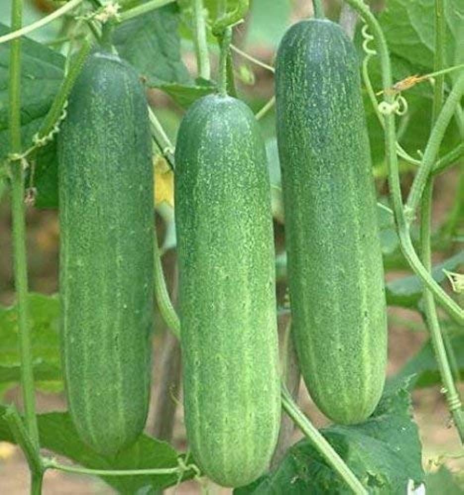 Tomato seeds from Essential Garden Vegetable Seed Pack