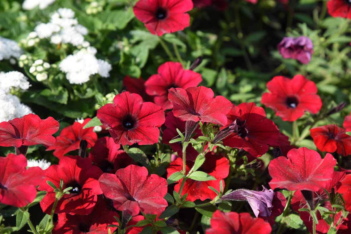 Velour Petunia Seeds for Planting