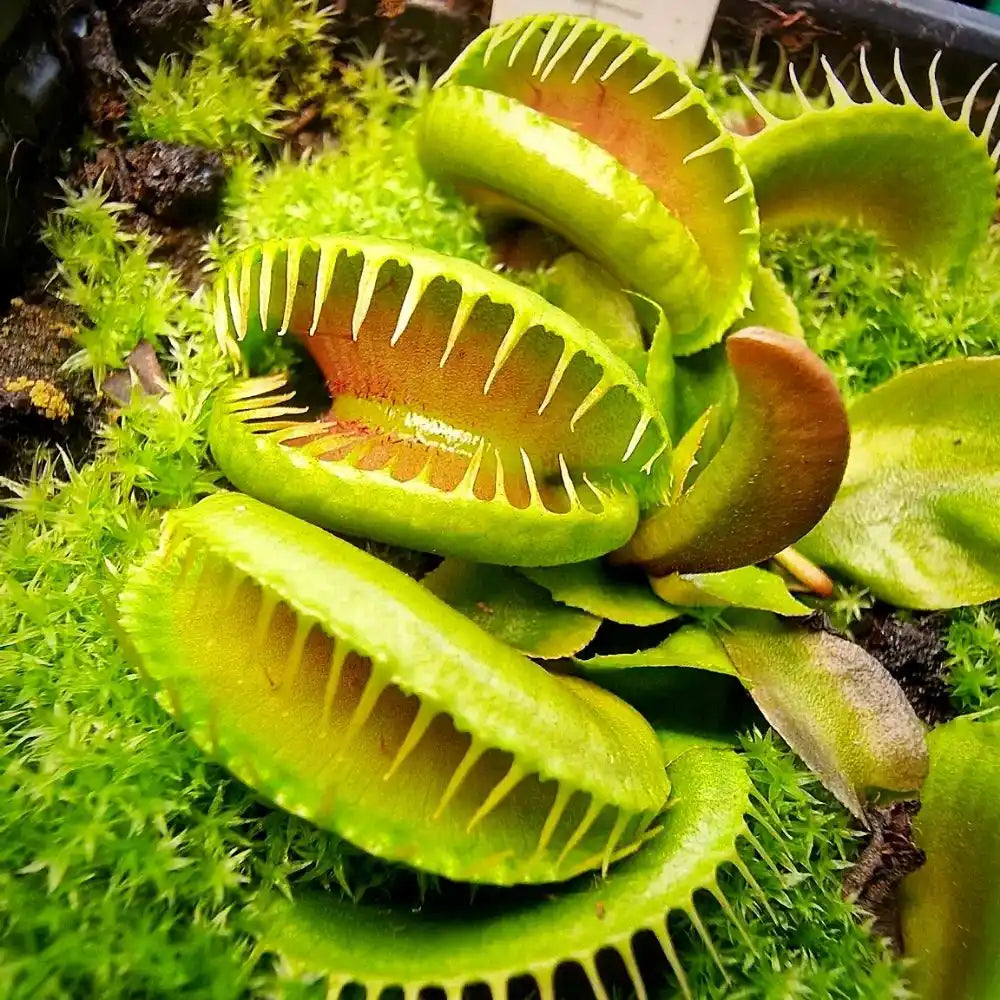 Sonnentau Clip Venus Flytrap Seeds for Planting home garden flower bed