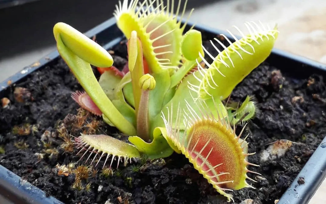 Green Venus Fly Trap Flower seeds for Planting - Wildflower Mix, Heirloom & GMO Free Seeds for Home Garden