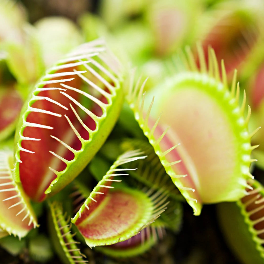 Sonnentau Clip Venus Flytrap Seeds for Planting home garden flower bed