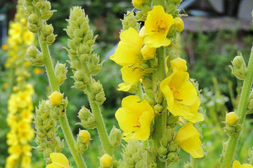 Green Verbascum Thapsus Flower seeds for Planting - Low Maintenance, Heirloom & GMO Free Seeds for Home Garden