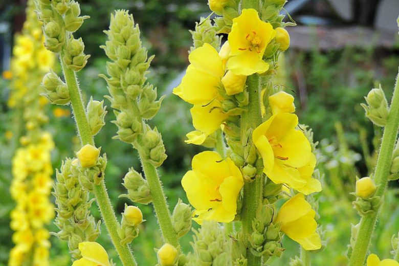Green Verbascum Thapsus Flower seeds for Planting - Low Maintenance, Heirloom & GMO Free Seeds for Home Garden