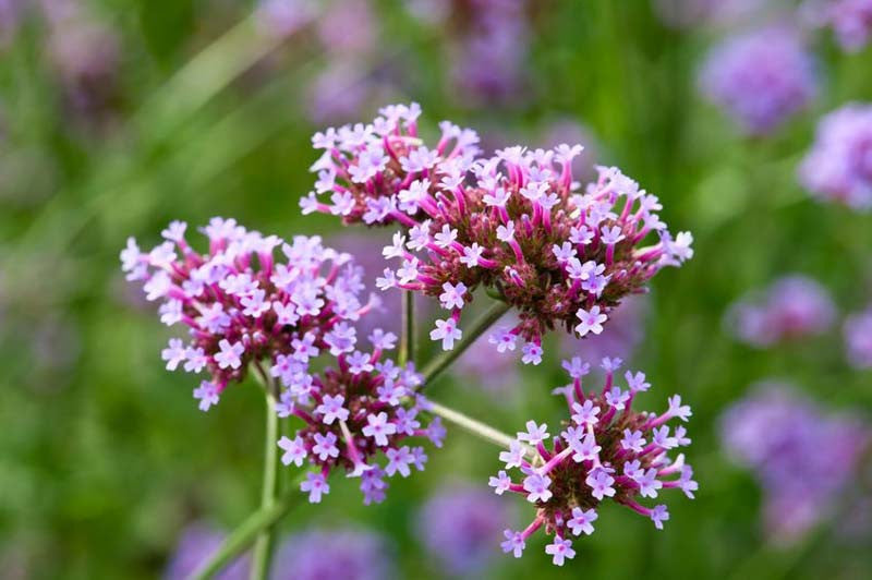 Purple Verbena Bonariensis Flower seeds for Planting - Seasonal Bloomer, Heirloom & GMO Free Seeds for Home Garden