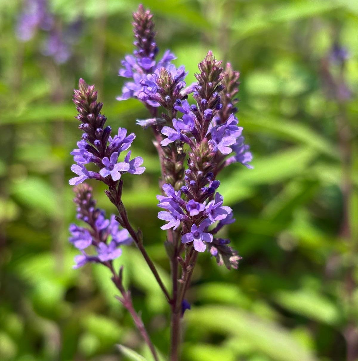 Blue Vervain Flower seeds for Planting - Premium Quality, Heirloom & GMO Free Seeds for Home Garden
