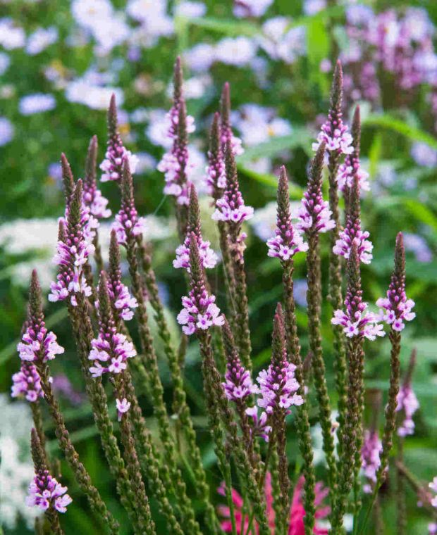 Verbena Rosa Spiers Seeds for Bright Pink Verbena Flowers