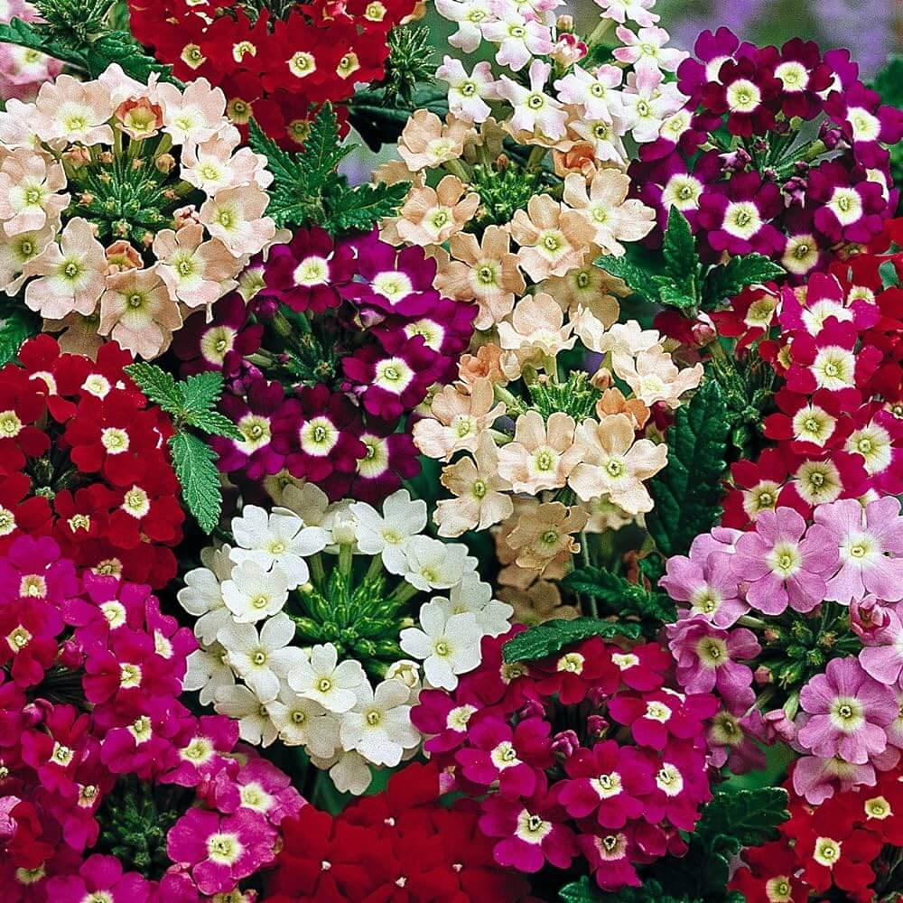 Vervain Flower seeds for Planting - Cut Flower Favorite, Heirloom & GMO Free Seeds for Home Garden