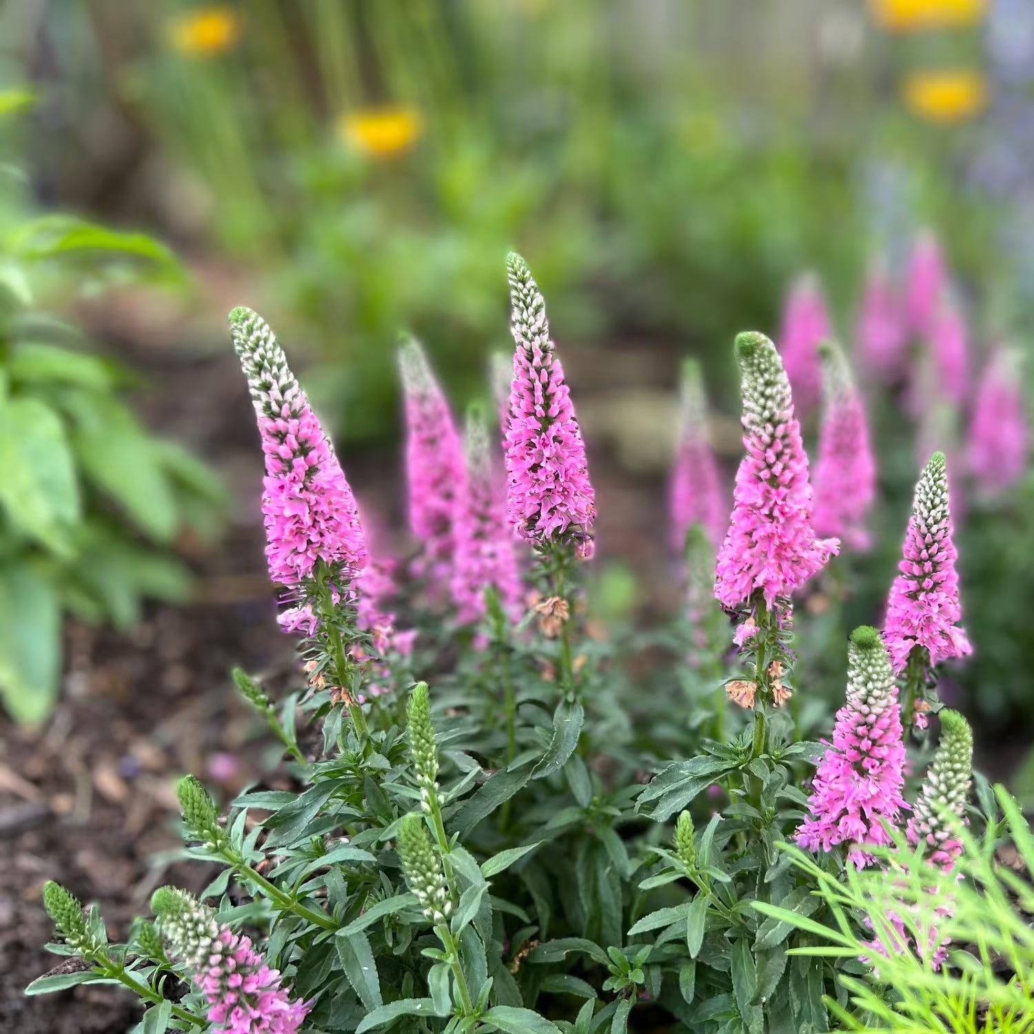Veronica Flower seeds for Planting Sun Loving Heirloom & GMO Free Seeds for Home Garden
