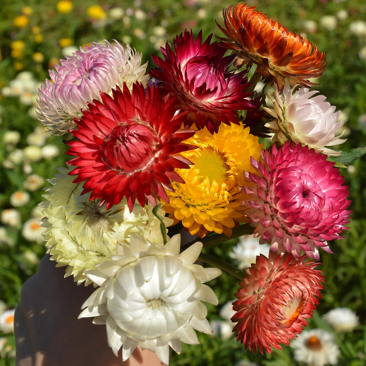 Mixed Straw Flower seeds for Planting - Pollinator Friendly, Heirloom & GMO Free Seeds for Home Garden