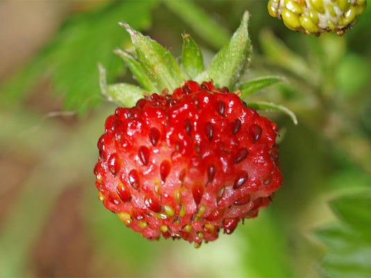 Vesca Baron Solemacher Strawberry Seeds plant growing guide