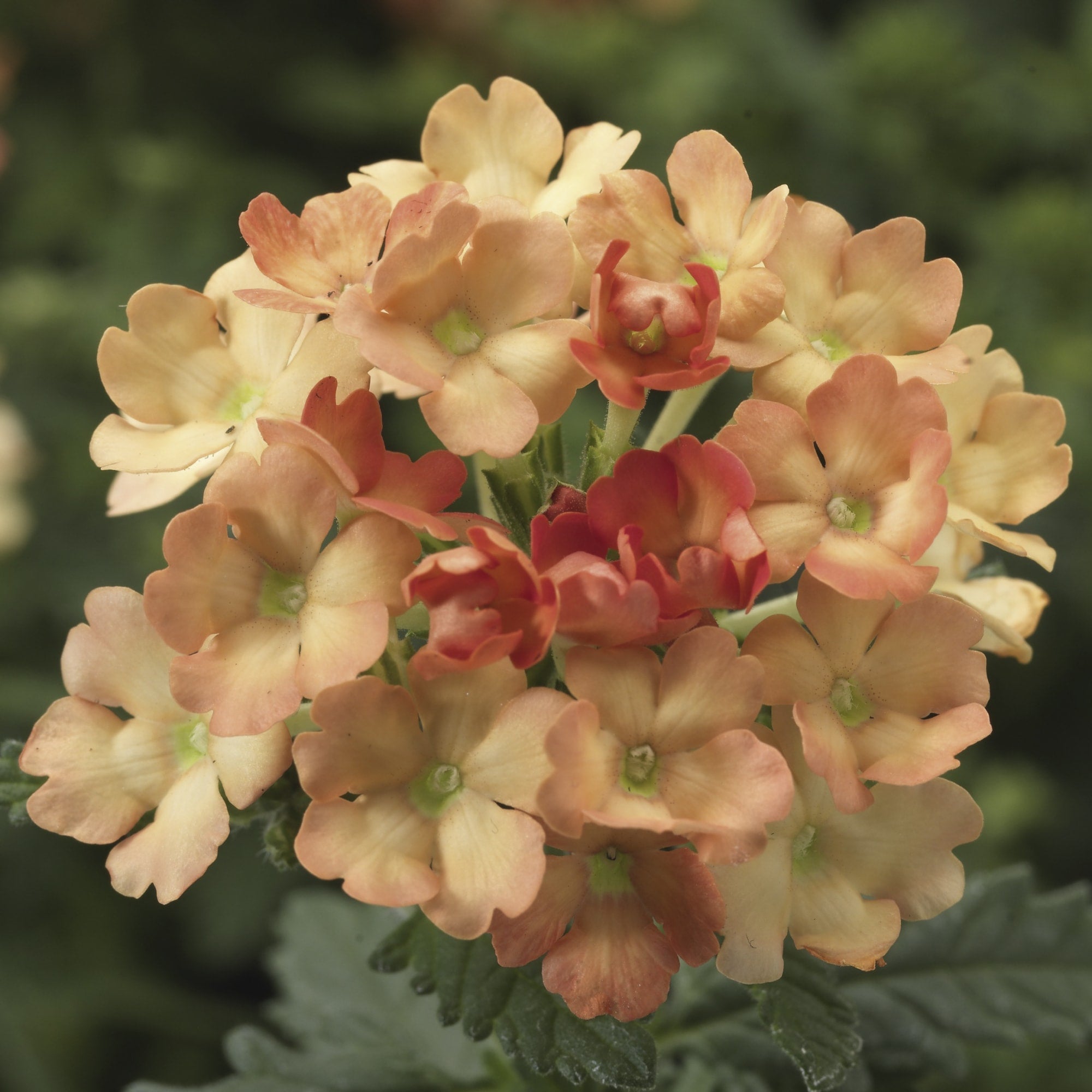 Vibrant Light Orange Verbena Plants in Full Bloom