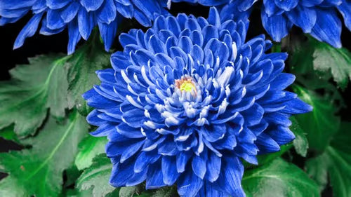 Sky Blue White Chrysanthemum Flower seeds for Planting - Wildflower Mix, Heirloom & GMO Free Seeds for Home Garden