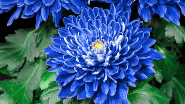 Purple Blue Chrysanthemum Flower seeds for Planting - Compact Growth, Heirloom & GMO Free Seeds for Home Garden