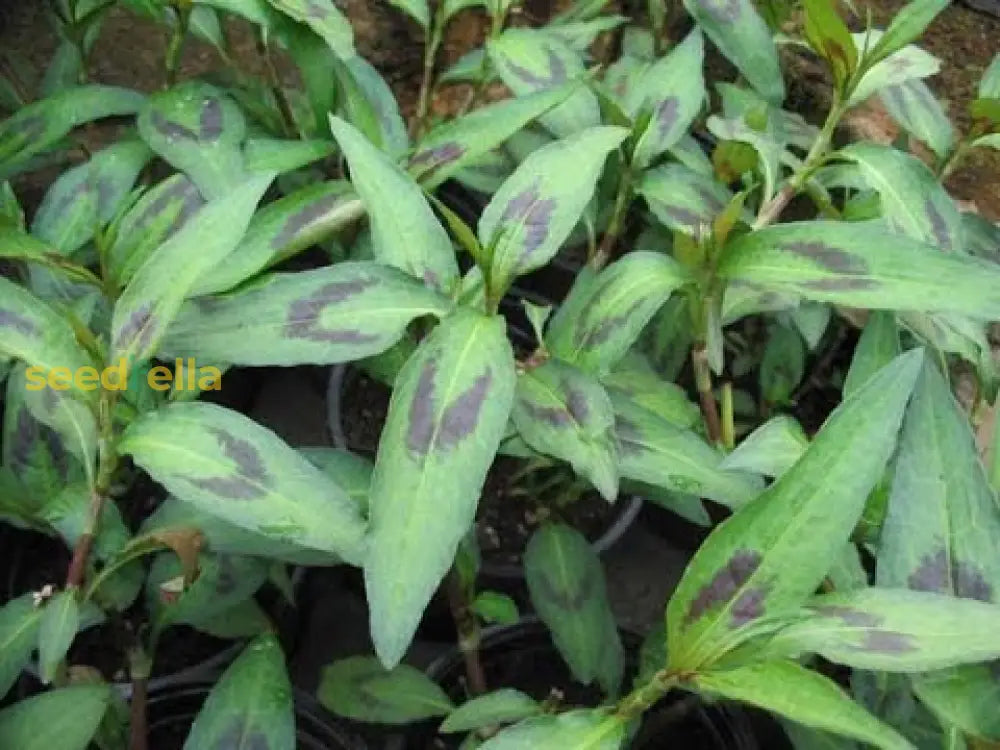 Vietnamese Coriander Plant: Aromatic Culinary Herb For Thriving Gardens And Flavorful Dishes Seeds