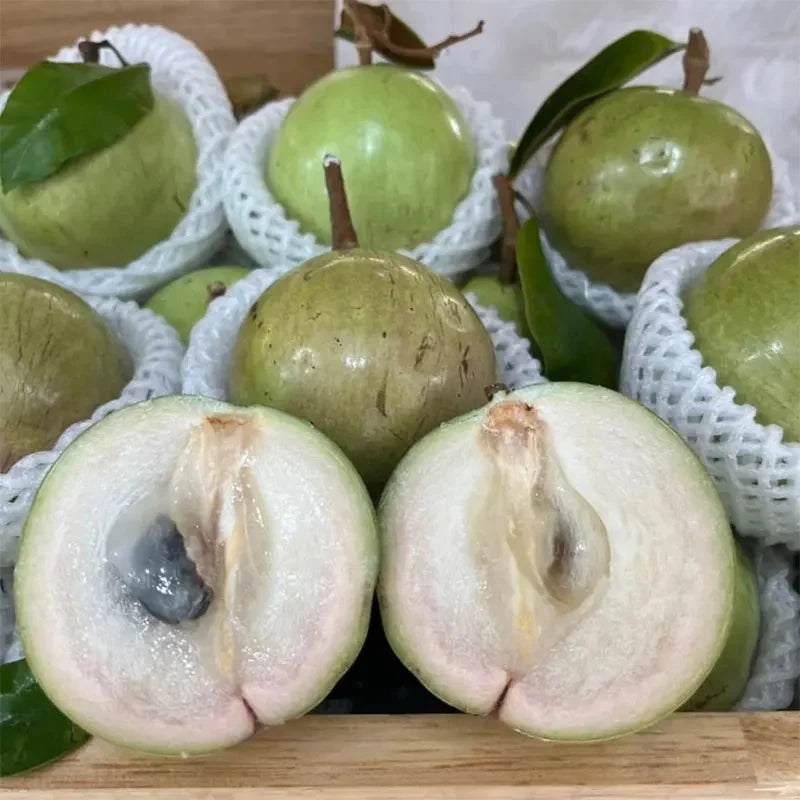 White Chrysophyllum Cainito Seeds for Planting - Grow Delicious Star Apples