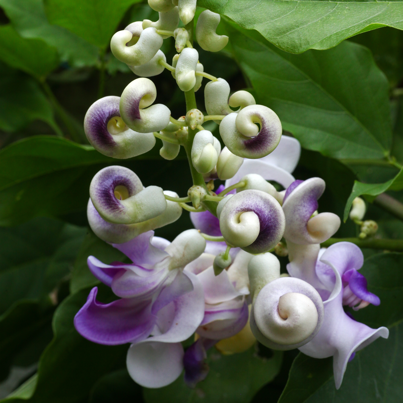 Vigna Caracalla Flower seeds for Planting - Cottage Garden Essential, Heirloom & GMO Free Seeds for Home Garden