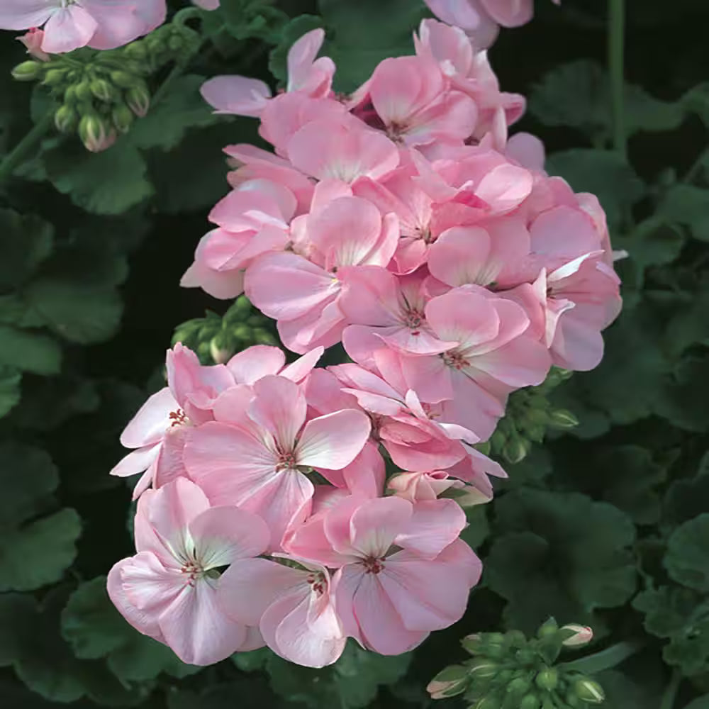 Light Pink Geranium Pelargonium Seeds for Planting Premium Quality Heirloom & GMO Free Seeds for Home Garden
 
 Sale