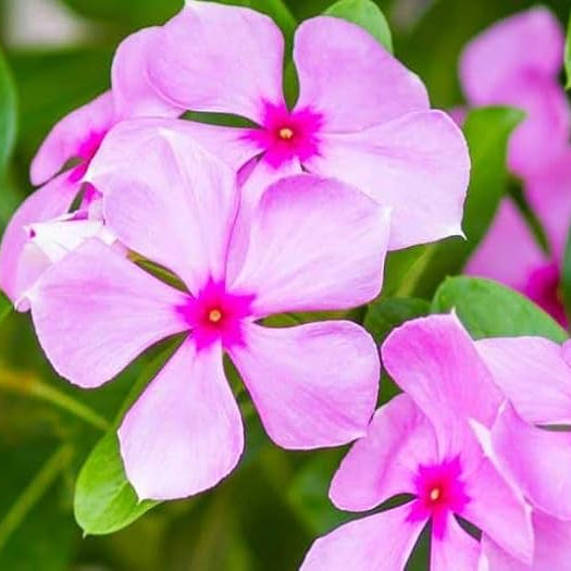 Baby Pink Vinca flowers in garden beds