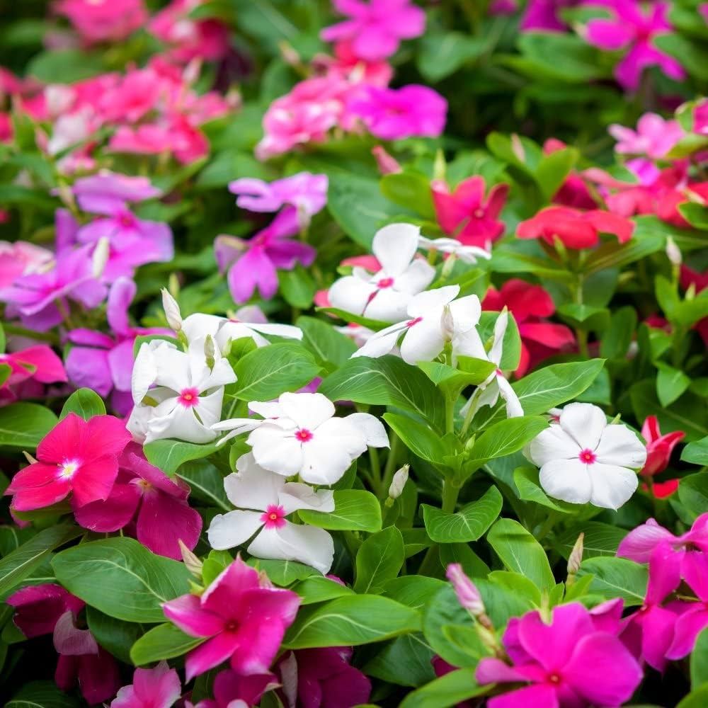 Baby Pink Vinca plants growing in pots