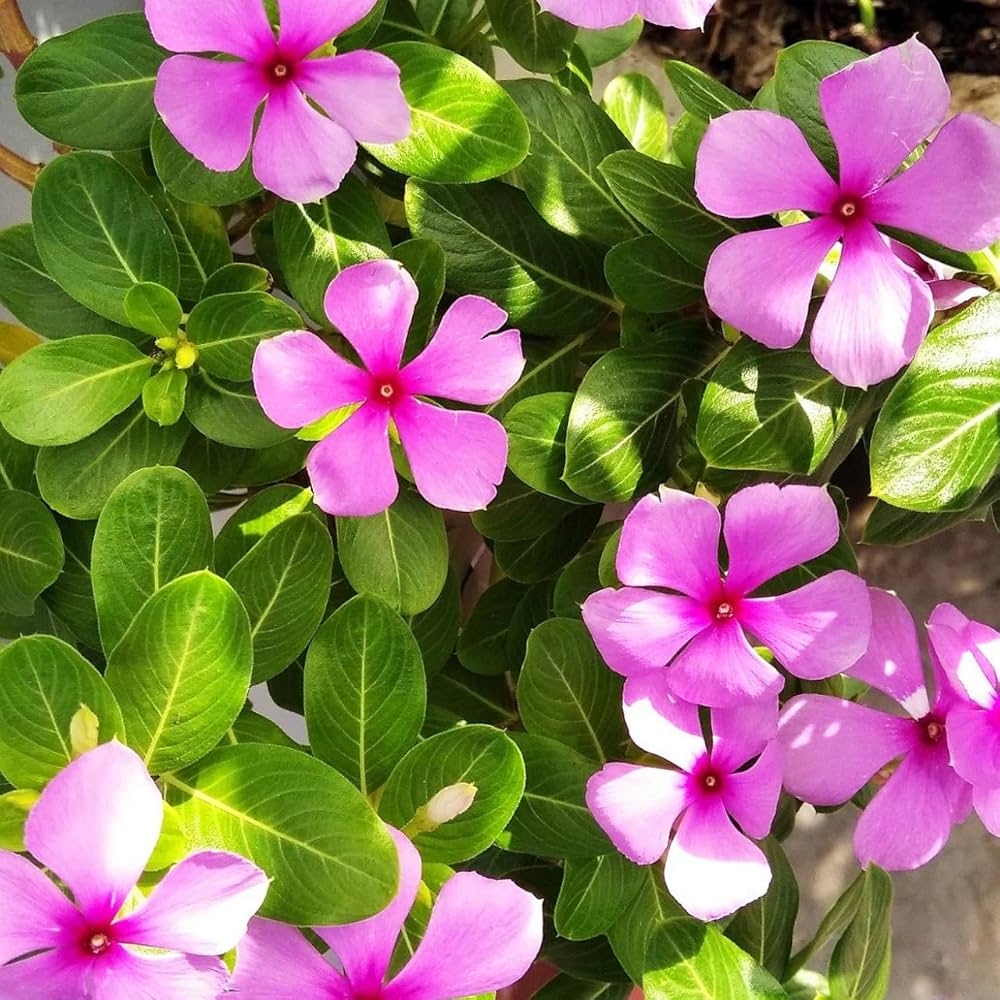 Baby Pink Vinca Seeds for Easy Planting