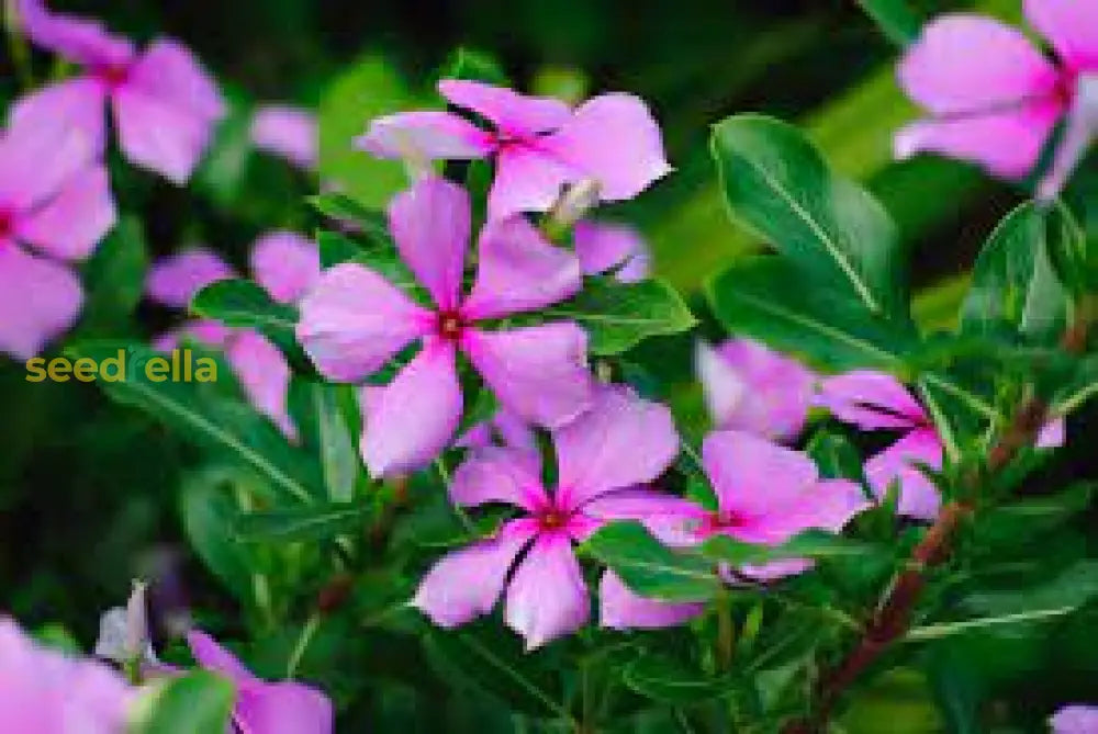 Vinca Minor Seeds For Planting - Hardy Perennial Flower