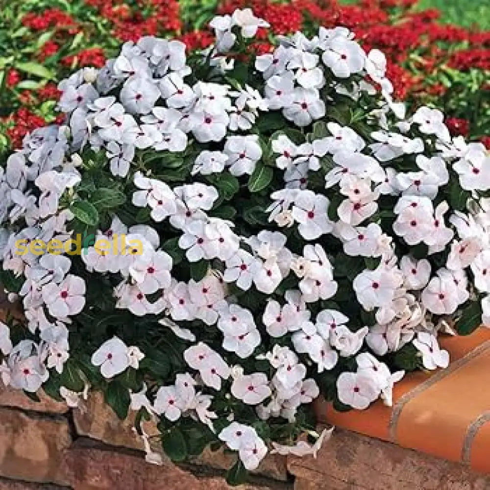 Vinca White Polka Dot Flower Seeds For Planting  Unique Annuals Your Garden