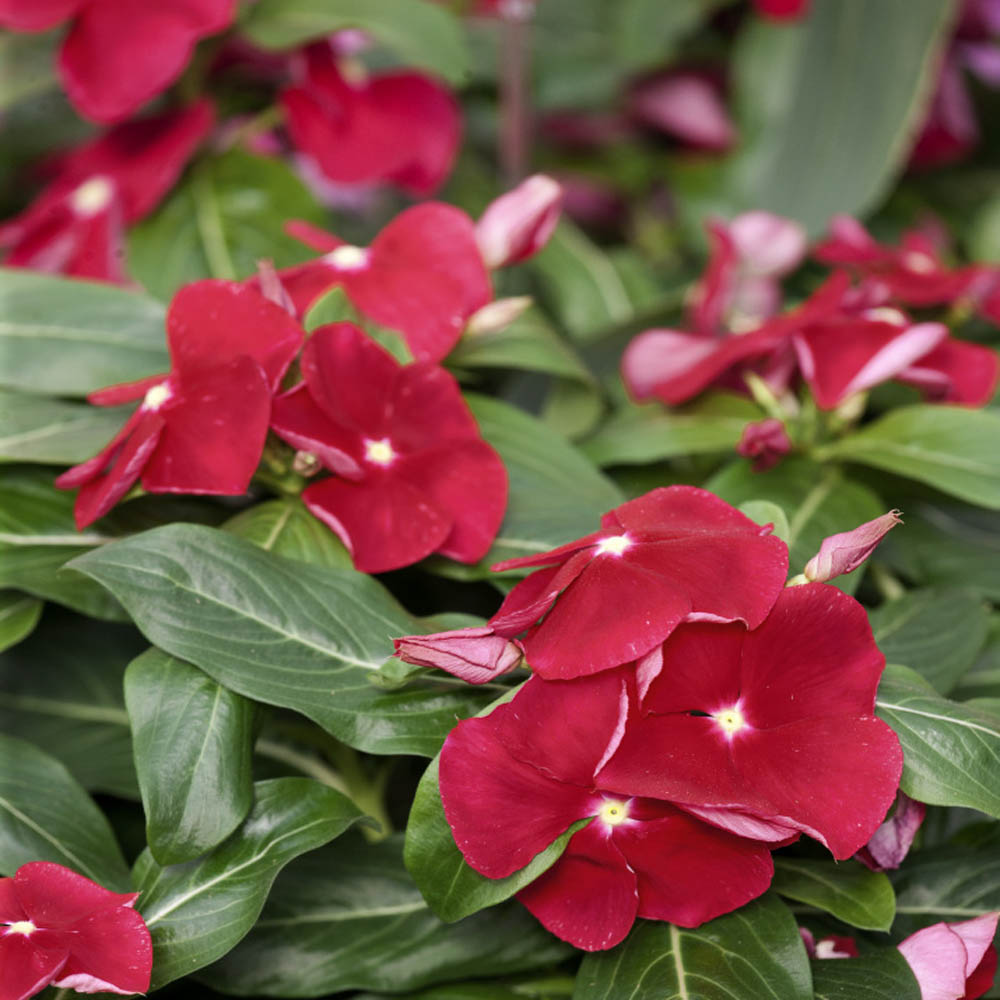 Vinca Cooling Red Annual Seeds for Vibrant Red Flowers