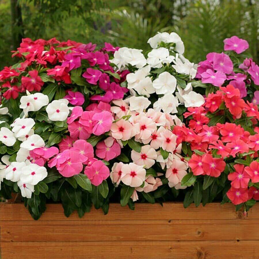 Vinca Minor Seeds for Planting - Hardy Perennial Flower Seeds - Evergrowseeds