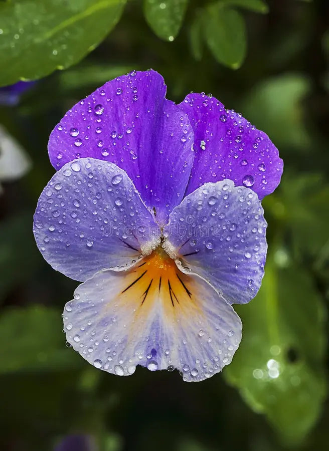 Heirloom Johnny Jump Up Flower seeds for Planting Cut Flower Favorite Heirloom & GMO Free Seeds for Home Garden