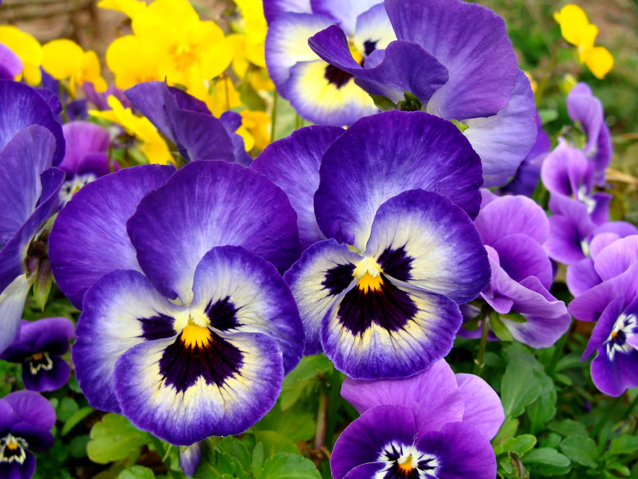 Pansy Flower seeds for Planting Cut Flower Favorite Heirloom & GMO Free Seeds for Home Garden