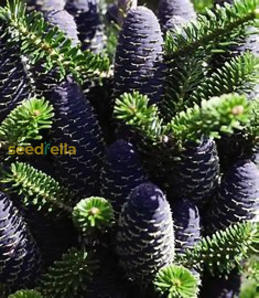 Violet Abies Seeds For Planting Plant Seeds