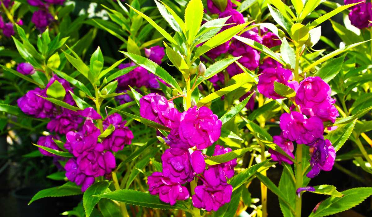 Violet Balsamine Plant Seeds – Summer Flowering Variety