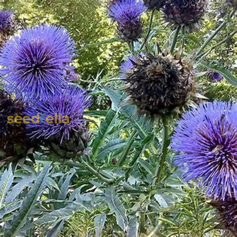 Violet Cardunculus Seeds For Planting Plant Seeds