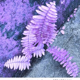 Light Violet Fern Pteridophyta Seeds for Planting Cottage Garden Essential Heirloom & GMO Free Seeds for Home Garden
 
 Sale
