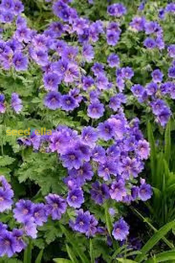 Violet Geranium Flower Planting Seeds For Colorful Gardens