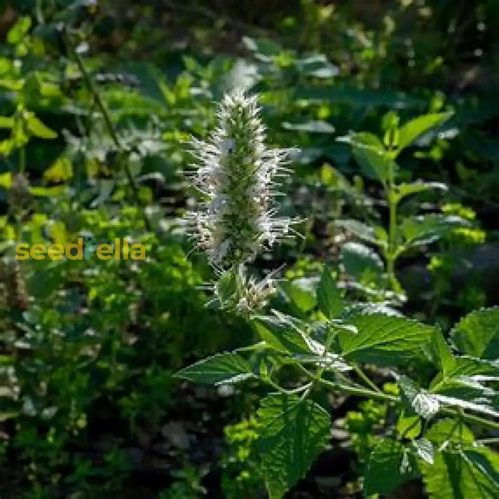Violet Gianthyssop Seeds - Perfect For Planting Plant Seeds