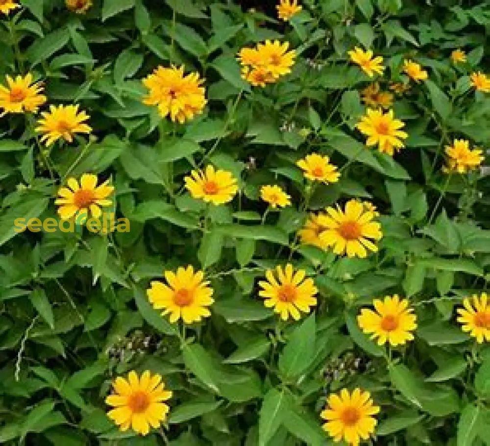 Violet Grandiflorus Planting Seeds - Easy To Grow Flower Plant Seeds