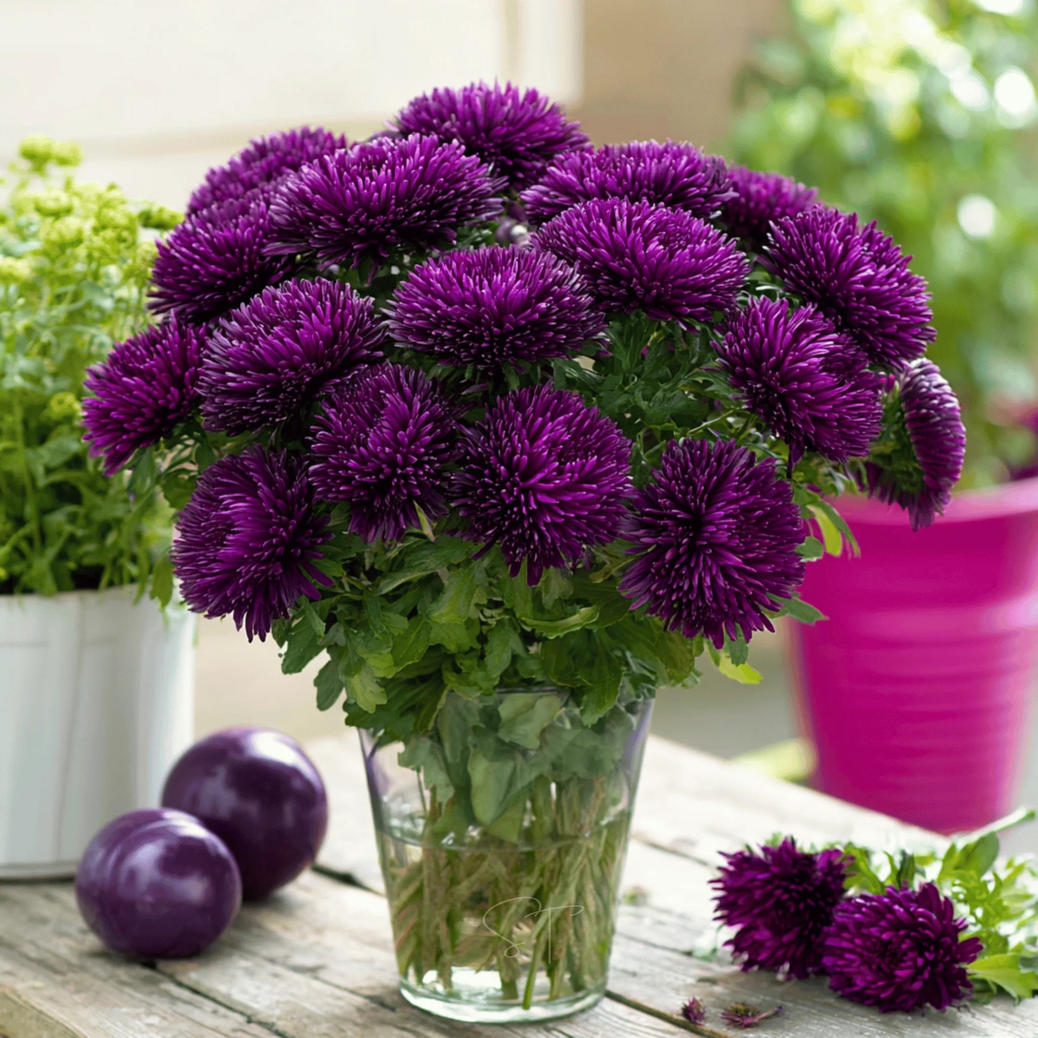 Dark Violet Aster Callistephus Flower Seeds for Planting Pollinator Friendly Heirloom & GMO Free Seeds for Home Garden
 
 Sale