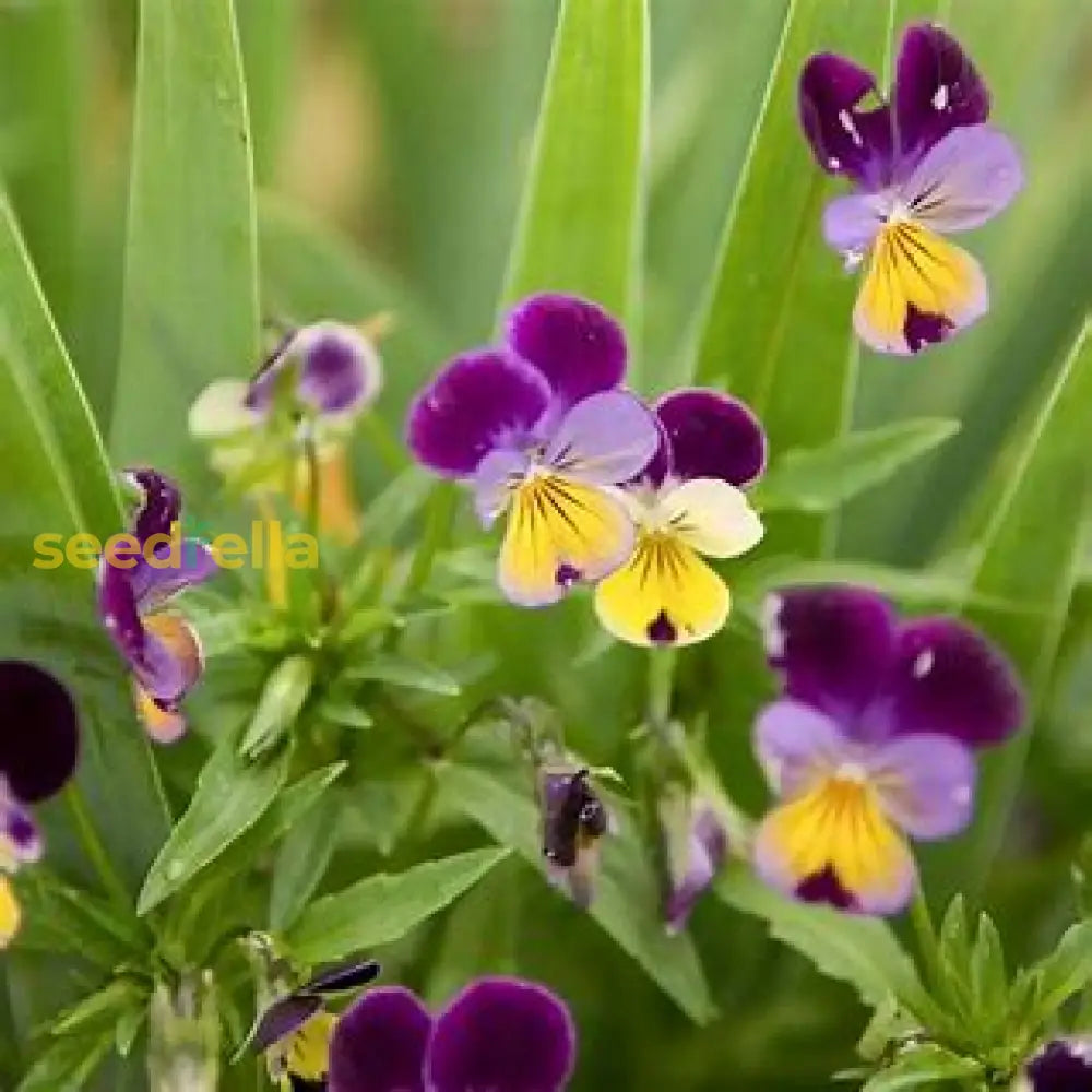 Violet Johnny Flower Planting Seeds - Easy To Grow Garden Flowers Plant Seeds
