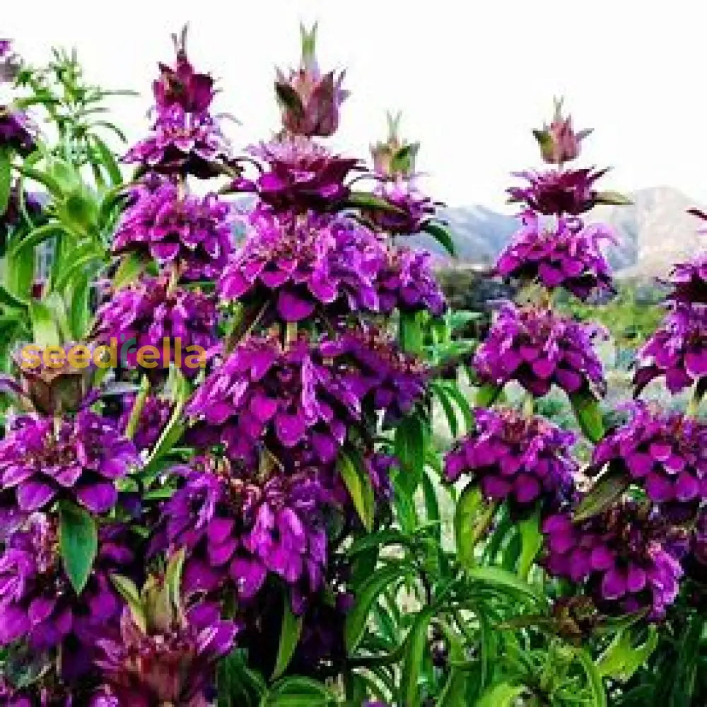 Violet Lemon Bee Flower Seeds For Planting Plant Seeds