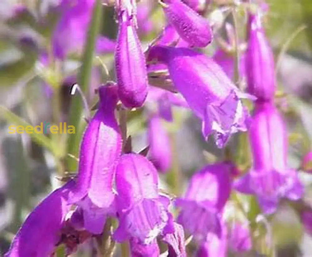 Violet Penstemon Seeds For Easy Planting Plant Seeds