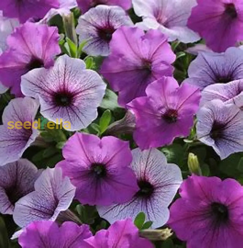 Violet Petunia Seeds For Easy Planting Plant Seeds