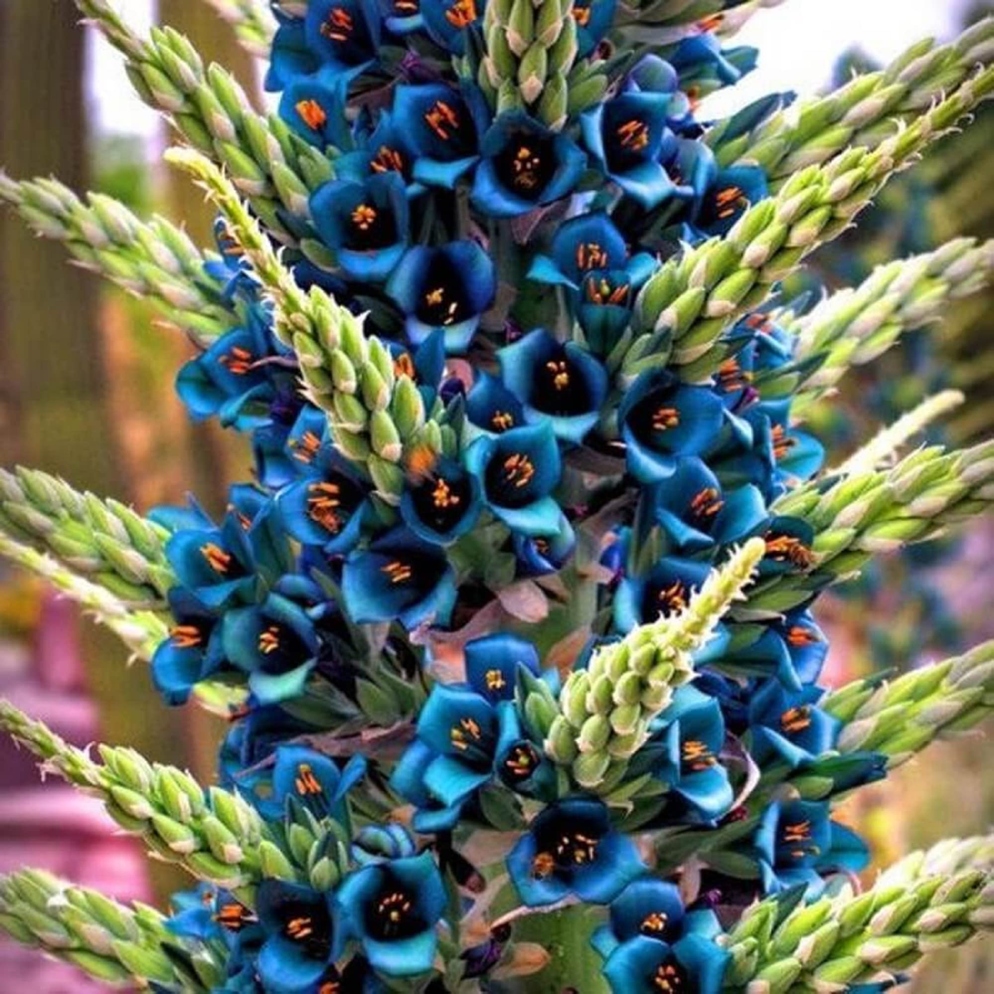 Violet Sapphire Tower Plant Seeds for Planting – Exotic Garden Blooms