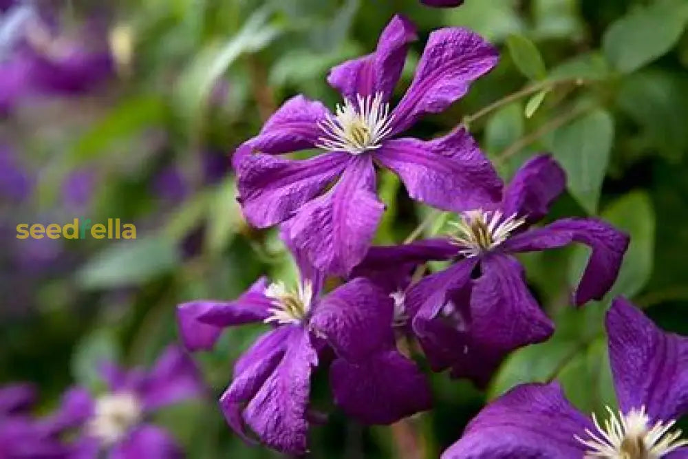 Violet Viticella Flower Seeds For Planting - Garden Blooms Plant Seeds