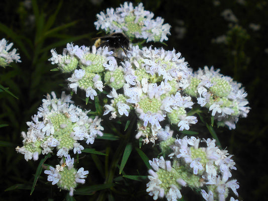 Virginia Mint seeds Pycnanthemum virginianum producing native mountainmint plants