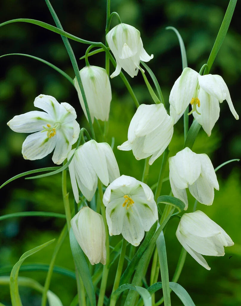 White Fritillaria Flower Seeds for Planting Vibrant Colors Heirloom & GMO Free Seeds for Home Garden
 
 Sale