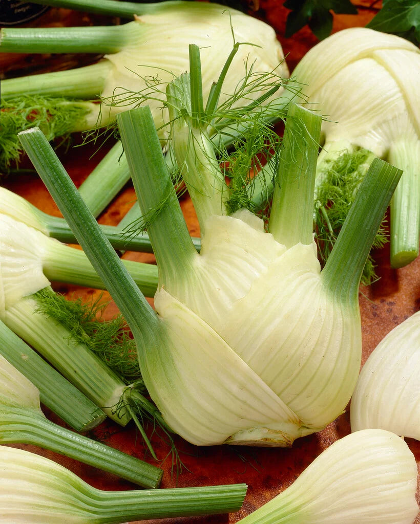 White Fennel Seeds for Planting