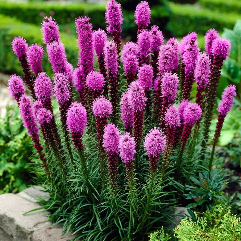 Pink Blazing Stars Flower seeds for Planting - Wildflower Mix, Heirloom & GMO Free Seeds for Home Garden