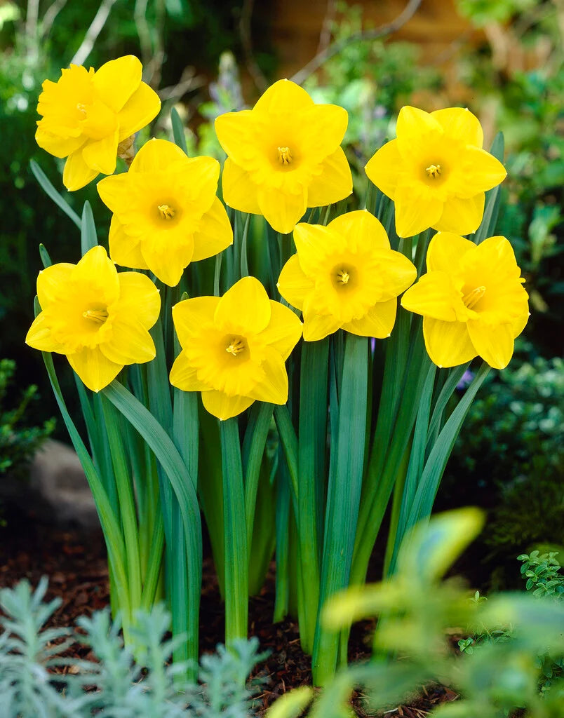 Thick Yellow Narcissus Flower seeds for Planting - Cottage Garden Essential, Heirloom & GMO Free Seeds for Home Garden